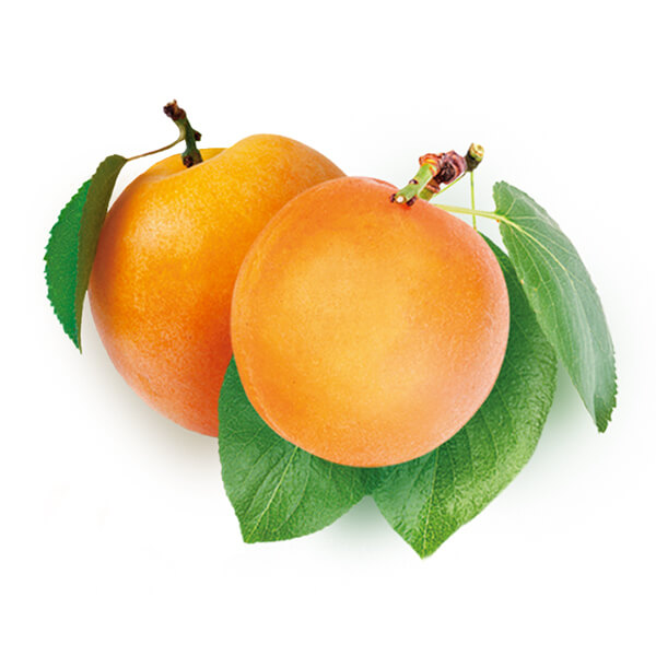 två aprikoser